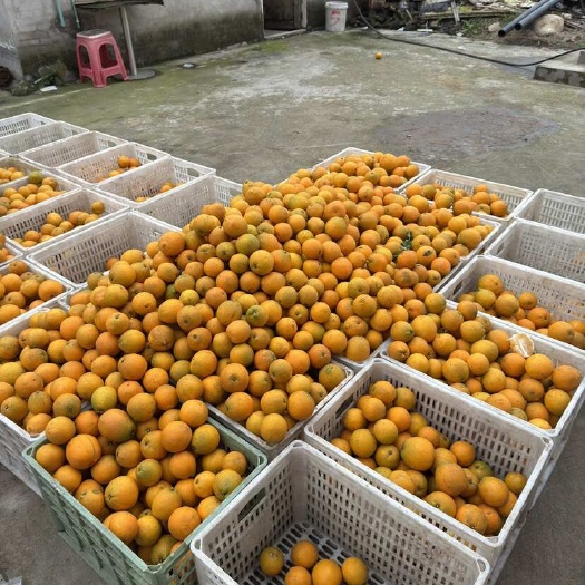 广安脐橙