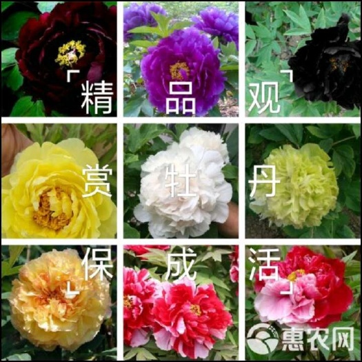 内黄县花王