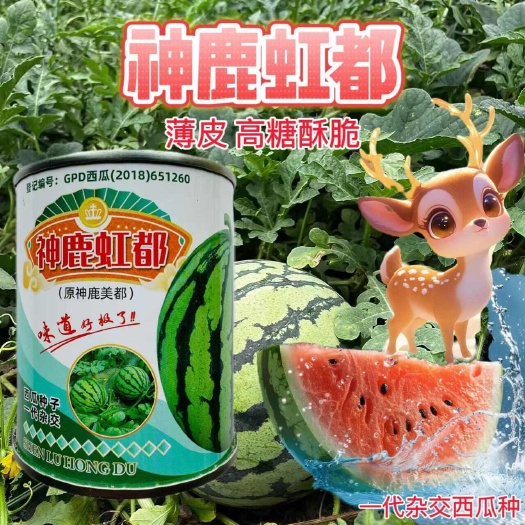 神鹿虹都西瓜种子 原神鹿美都西瓜种子中熟品种