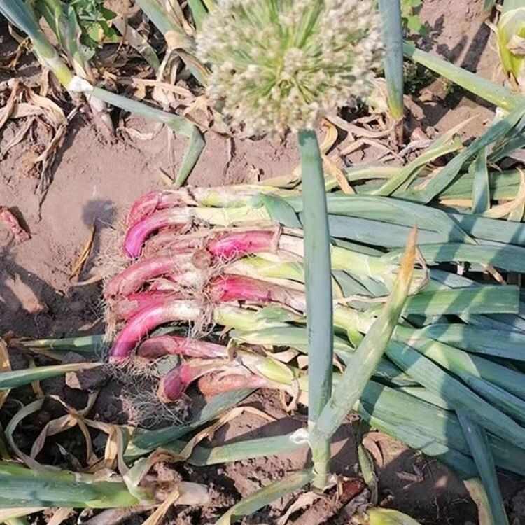 红皮大葱种子种籽红头大葱火葱春季四季种植香葱盆栽蔬菜种子大全
