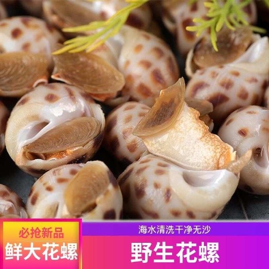 连云港国产花螺海螺海鲜小香螺新鲜冷冻凤螺水产海猪螺海南花螺东风螺