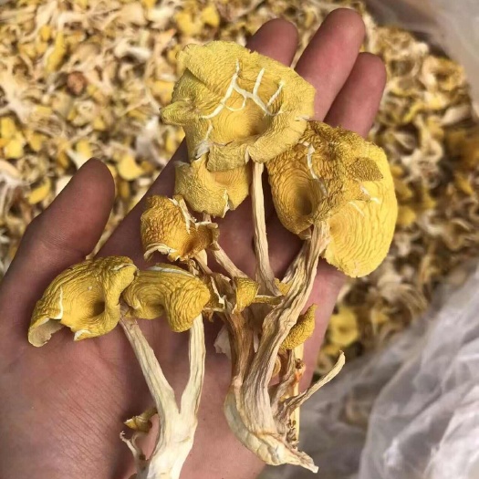 昆明鸡油菌   一手货源   保质保真   价格优惠