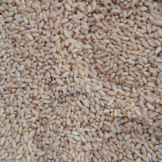 小麦种转商品粮出售