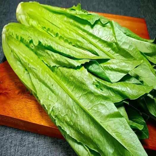 江阴市油麦菜江苏产地直销批发