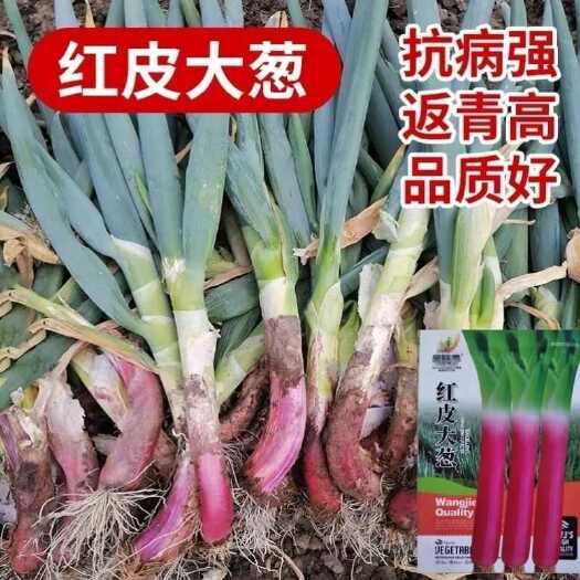 邵东市红皮大葱种子种籽红头大葱火葱春季四季种植香葱盆栽蔬菜种子大全
