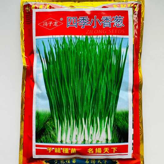 宿迁四季小香葱种子家庭种植阳台小葱种子盆栽葱种子易种蔬菜种子