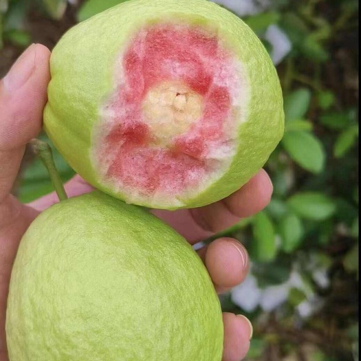 北流市红心番石榴，芭乐