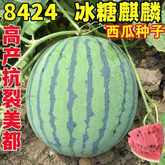 邵东市懒汉冰糖早佳8424麒麟西瓜种子少籽薄皮四季大田盆栽水果西瓜