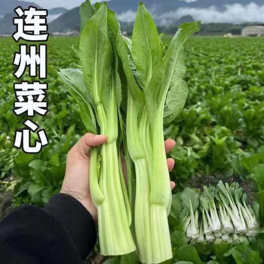 广东连州特产连州菜心种籽甜脆多笋多芽菜心