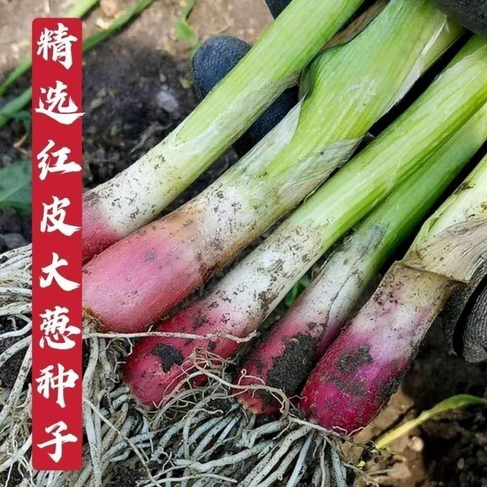 红皮大葱种子种籽红头大葱火葱春季四季种植香葱盆栽蔬菜种子大全