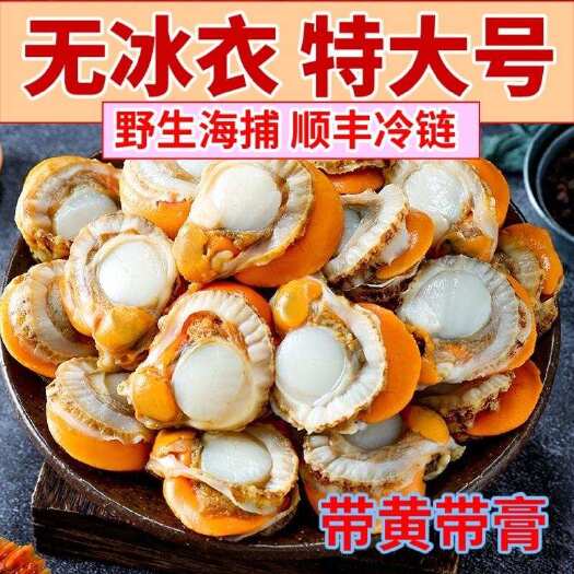 连云港精品扇贝肉，支持一件代发