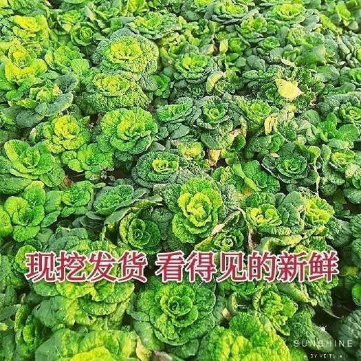 江阴市黄心菜乌塌产地直销批发