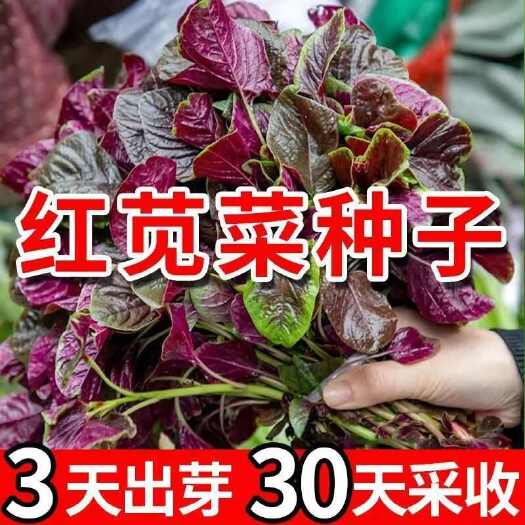 邵东市红苋菜种子汉菜籽四季蔬菜红圆叶苋菜柳叶盆栽菜种子