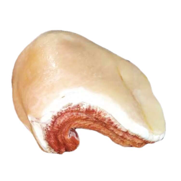 开业乔迁原石摆件大块天然拱形猪肉石逼**色靓