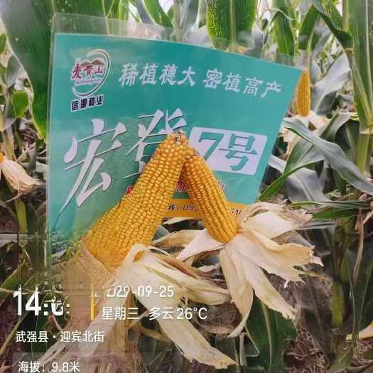 肥城市批发宏登7号玉米种子稀植穂大密植产量好