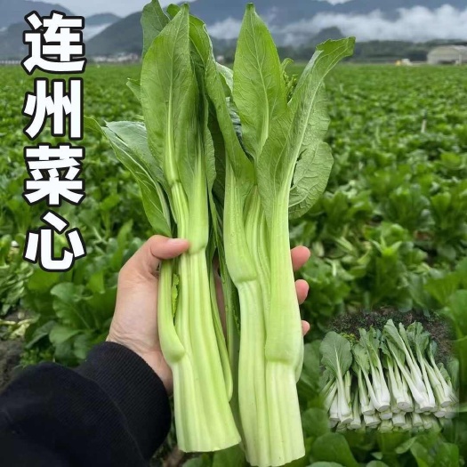 连州菜心种子广东连州特产连州菜心种籽甜脆多笋多芽菜心