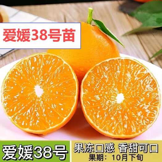 松滋市爱媛38号柑桔苗  爱媛38柑桔苗品种纯正基地直供现挖现发