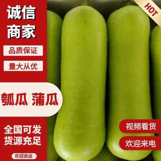 徐闻县广东精品蒲瓜、瓠瓜，基地现摘现发，保质保量，全国供应。