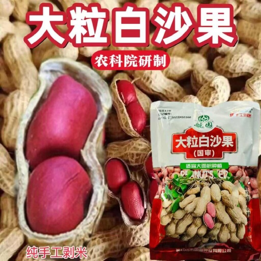 宿迁国申航园大粒白沙果花生种子