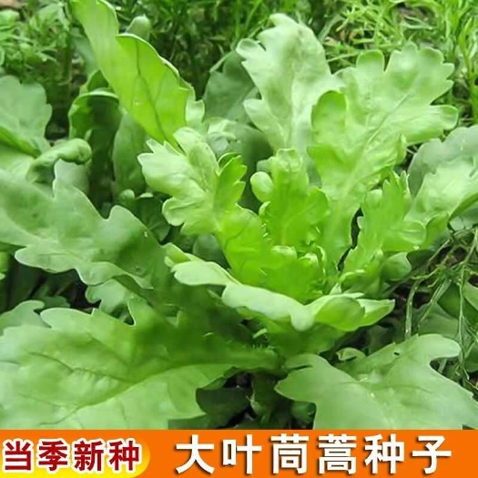 大叶茼蒿种子皇帝菜种子大叶茼蒿春夏秋冬盆栽阳台蔬菜籽