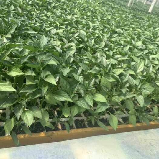 陆良县各类辣椒苗代加工