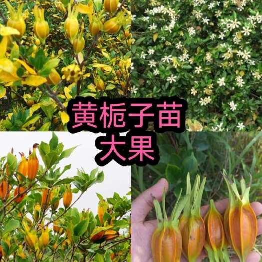 沭阳县黄栀子苗30~50公分高