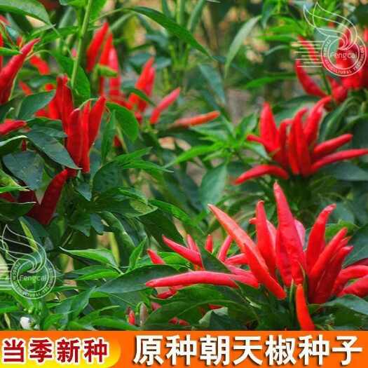 特辣原种朝天椒种子小米辣椒种籽种盆栽易种四季农家蔬菜种籽