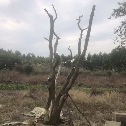 桂林有刺枸骨树丛林枸骨，可以做盆景、也可以做地景。