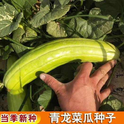 邵东市青龙菜瓜种子籽庭院脆瓜种子汁多味清香生食凉拌腌制水果蔬菜种子