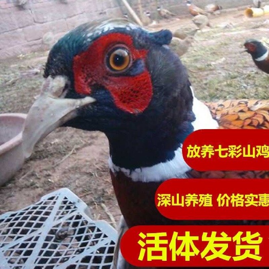 上林县【今日优惠】七彩山鸡正宗散养公母山活体成年农家土鸡包邮