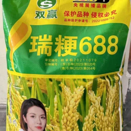 水稻种子瑞粳688洁田稻高产品种圆粒常规品种江苏山东安徽适应