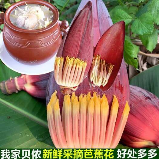 田东县广西百色新鲜芭蕉花 快递包邮坏损包赔 可代发 产地直供