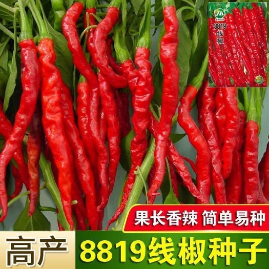 邵东市红线椒种子8819线椒长辣椒耐热耐寒阳台大田四季蔬菜种子