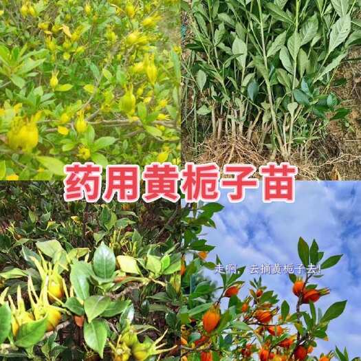 沭阳县黄栀子小叶黄栀子苗