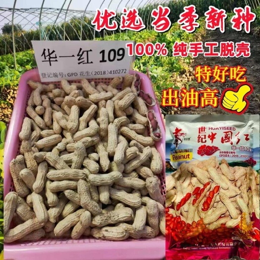 宿迁世纪中国红华一红109花生种子 四粒红花生种子
