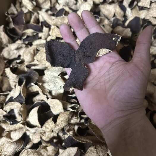 江门一两陈皮一两金，百年陈皮胜黄金。千年人参，百年陈皮。
