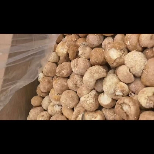 修文县猴头菇小个头颜色猴头菇