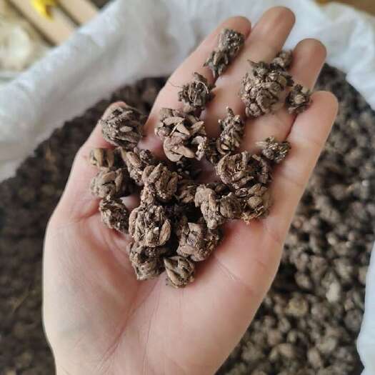 山猫爪草 中药材 猫爪草  猫抓草