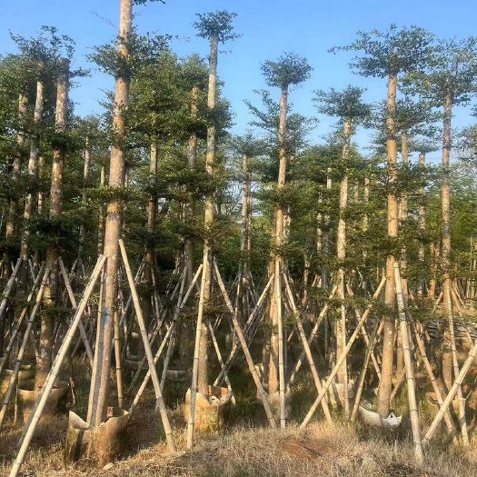 小叶榄仁3-28分，各种规格，大量低价出售