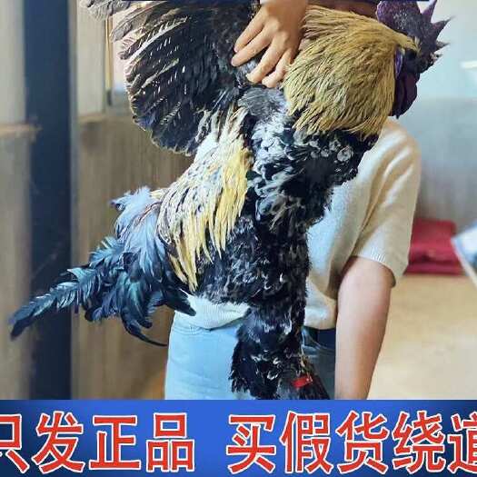 昆明纯种云南无量山乌骨鸡大毛脚哀牢山乌鸡苗活鸡小鸡脱温鸡