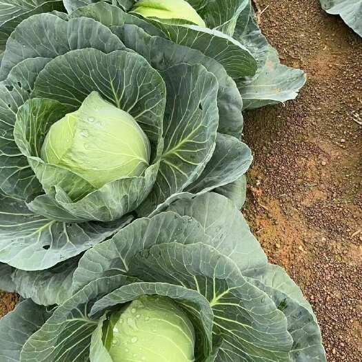 丽丽包菜大量上市，有时候采购商可以￼长期合作