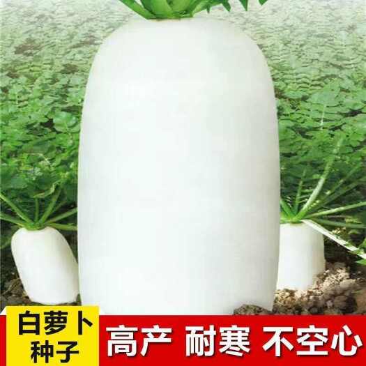 邵东市九斤王种子白萝卜种子