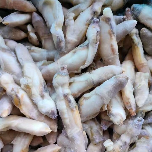 蛏王肉蛏子肉