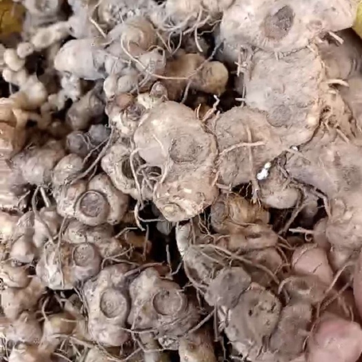 邵东市黄精，姜黄精