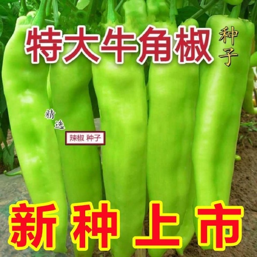 邵东市特大牛角椒微辣耐寒耐热阳台庭院大田易种植四季辣椒种子大全