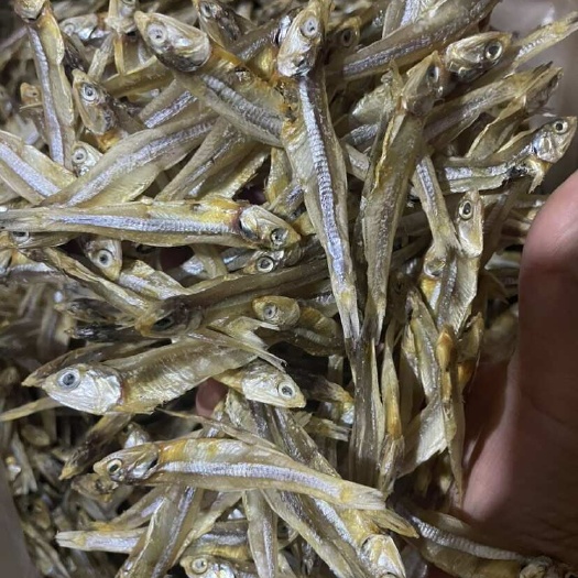 佛山小鱼干 淡水公干鱼 深海天然小鱼干 公鱼干白帆鱼干