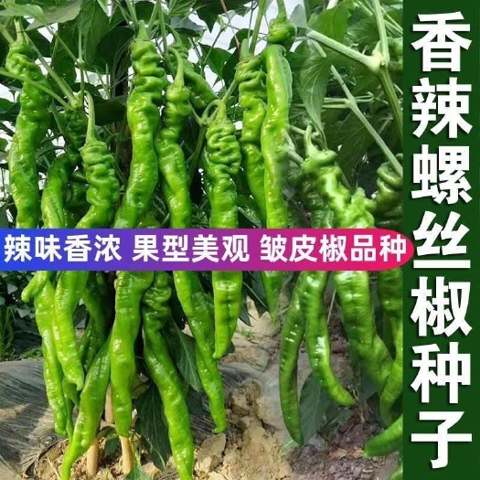 邵东市香辣螺丝椒种子薄皮椒四季播抗病辣椒新鲜阳台庭院蔬菜种子籽
