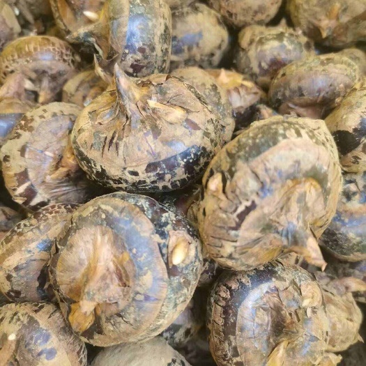 文山市云南马蹄个头大口感好