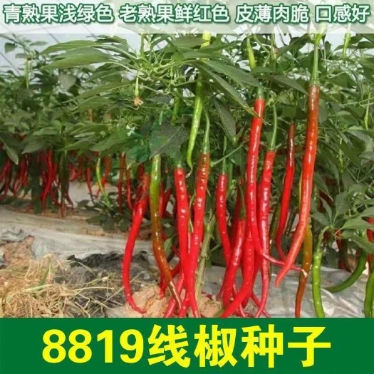 邵东市8819红线椒长辣椒耐热耐寒阳台大田四季蔬菜种