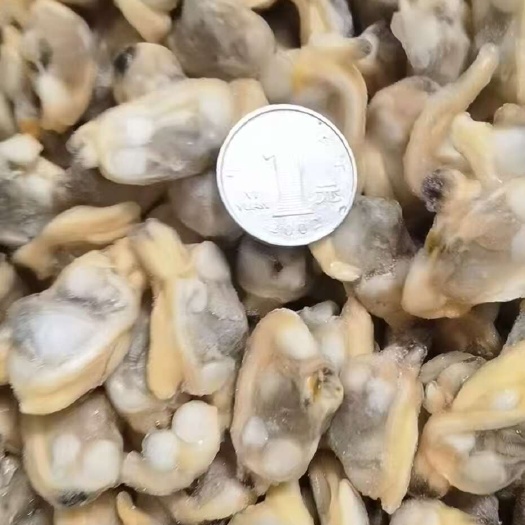 荣成市威海荣成新鲜花甲 贝类海鲜直接供应